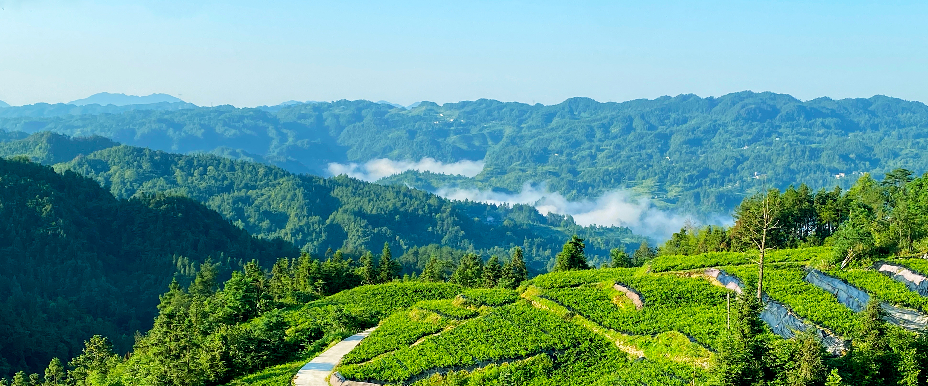 Tea: Rooting in Enshi, Creating the Future, A Cup of Teng Tea's Health Promise